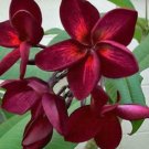 5 Plumeria Seeds, Dark Red Plumeria, Frangipani Flower Seed, Red Plumeria Seed