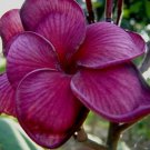 5 Plumeria Seeds, Dark Purple Plumeria, Frangipani Flower Seed, Purple Plumeria Seed