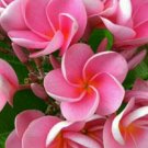 5 Plumeria Seeds, Pink Plumeria, Frangipani Flower Seed, Lei Hawaiian Seed