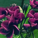 5 Plumeria Seeds, Dark Purple Plumeria, Frangipani Flower Seed, Purple Plumeria Seed