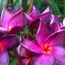 5 Plumeria Seeds, Purple Pink Plumeria, Frangipani Flower Seed, Light Purple Pink Plumeria Seed