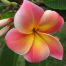 5 Plumeria Seeds, Pink Yellow Plumeria, Frangipani Flower Seed, Pink Plumeria Seed