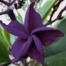 5 Plumeria Seeds, Dark Purple Plumeria, Frangipani Flower Seed, Purple Plumeria Seed