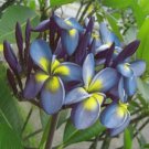 5 Plumeria Seeds, Blue Yellow Plumeria, Frangipani Flower Seed, Blue Plumeria Seed