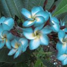 5 Plumeria Seeds, Blue White Plumeria, Frangipani Flower Seed, Blue Plumeria Seed