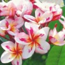 5 Plumeria Seeds, White Yellow Pink Plumeria, Frangipani Flower Seed, Pink Plumeria Seed