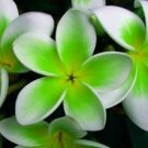 5 Plumeria Seeds, Green White Plumeria, Frangipani Flower Seed, Green Plumeria Seed