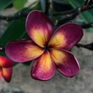 5 Plumeria Seeds, Dark Purple Plumeria, Frangipani Flower Seed, Purple Yellow Plumeria Seed
