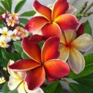 5 Plumeria Seeds, Dark Orange Plumeria, Frangipani Flower Seed, Orange Plumeria Seed