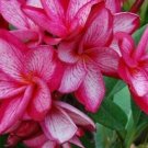 5 Plumeria Seeds, Pink White Plumeria, Frangipani Flower Seed, Pink Plumeria Seed