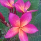 5 Plumeria Seeds, Pink Orange Plumeria, Frangipani Flower Seed, Bright Pink Orange Plumeria Seed