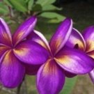 5 Plumeria Seeds, Purple Yellow Plumeria, Frangipani Flower Seed, Purple Plumeria Seed