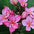 5 Plumeria Seeds, Orange Pink Plumeria, Frangipani Flower Seed, Pink Plumeria Seed