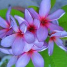 5 Plumeria Seeds, Purple Pink Plumeria, Frangipani Flower Seed, Light Purple Pink Plumeria Seed