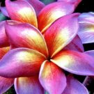 5 Plumeria Seeds, Pink Yellow Orange Plumeria, Frangipani Flower Seed, Pink Plumeria Seed