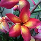 5 Plumeria Seeds, Pink Orange Plumeria, Frangipani Flower Seed, Bright Pink Orange  Plumeria Seed