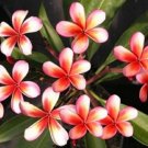 5 Plumeria Seeds, Red Orange Plumeria, Frangipani Flower Seed, Red Plumeria Seed