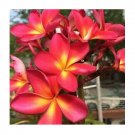 5 Plumeria Seeds, Pink Yellow Plumeria, Frangipani Flower Seed, Pink Plumeria Seed
