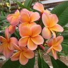 5 Plumeria Seeds, Orange Plumeria, Frangipani Flower Seed, Light Pink Orange Plumeria Seed