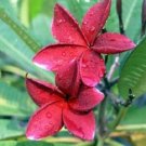 5 Plumeria Seeds, Red Plumeria, Frangipani Flower Seed, Red Plumeria Seed, Perennial