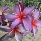 5 Plumeria Seeds, Purple Red Plumeria, Frangipani Flower Seed, Purple Plumeria Seed