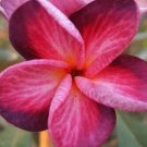 5 Plumeria Seeds, Light Pink Purple Plumeria, Frangipani Flower Seed, Purple Plumeria Seed