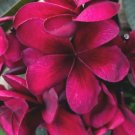 5 Plumeria Seeds, Bright Pink Plumeria, Frangipani Flower Seed, Pink Plumeria Seed