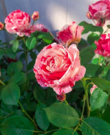 10 Rose Seeds, White Pink Rose Flower Seeds, Perennial Flowering, Pink Rose Seed