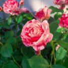 10 Rose Seeds, White Pink Rose Flower Seeds, Perennial Flowering, Pink Rose Seed