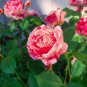 10 Rose Seeds, White Pink Rose Flower Seeds, Perennial Flowering, Pink Rose Seed