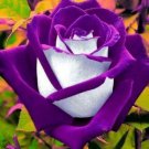 10 Rose Seeds, White Purple Rose Flower Seeds, Perennial Flowering, Purple Rose Seed