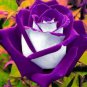 10 Rose Seeds, White Purple Rose Flower Seeds, Perennial Flowering, Purple Rose Seed