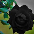 10 Rose Seeds, Black Rose Flower Seeds, Perennial Flowering, Black Rose Seed