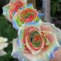 10 Rose Seeds, Rainbow Rose Flower Seeds, Perennial Flowering, Colorful Rose Seed