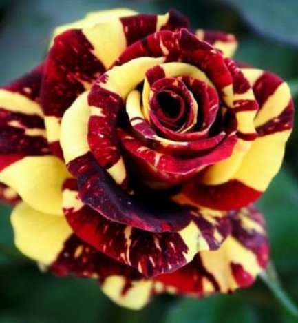 10 Rose Seeds, Red Yellow Rose Flower Seeds, Perennial Flowering, Red Rose Seed