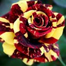 10 Rose Seeds, Red Yellow Rose Flower Seeds, Perennial Flowering, Red Rose Seed