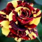 10 Rose Seeds, Red Yellow Rose Flower Seeds, Perennial Flowering, Red Rose Seed