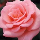 10 Rose Seeds, Light Pink Rose Flower Seeds, Perennial Flowering, Pink Rose Seed