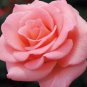 10 Rose Seeds, Light Pink Rose Flower Seeds, Perennial Flowering, Pink Rose Seed