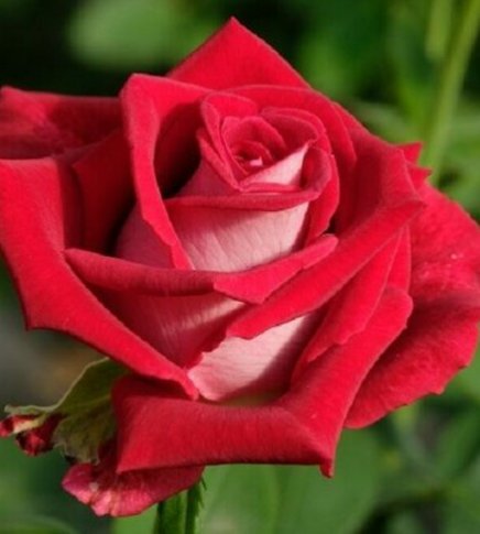 10 Rose Seeds, Bright Red Rose Flower Seeds, Perennial Flowering, Red Rose Seed