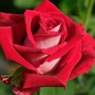 10 Rose Seeds, Bright Red Rose Flower Seeds, Perennial Flowering, Red Rose Seed