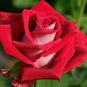 10 Rose Seeds, Bright Red Rose Flower Seeds, Perennial Flowering, Red Rose Seed