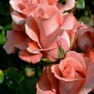 10 Rose Seeds, Salmon Rose Flower Seeds, Perennial Flowering, Pink Rose Seed