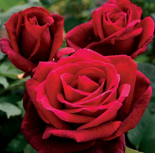 10 Rose Seeds, Double Red Rose Rose Flower Seeds, Perennial Flowering, Red Rose Seed