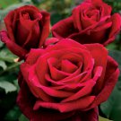 10 Rose Seeds, Double Red Rose Rose Flower Seeds, Perennial Flowering, Red Rose Seed