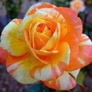 10 Rose Seeds, Orange White Rose Flower Seeds, Perennial Flowering, Orange Rose Seed