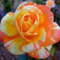 10 Rose Seeds, Orange White Rose Flower Seeds, Perennial Flowering, Orange Rose Seed