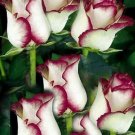 10 Rose Seeds, White Pink Rose Flower Seeds, Perennial Flowering, White Rose Seed