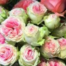 10 Rose Seeds, Pink Green Rose Flower Seeds, Perennial Flowering, Pink Rose Seed