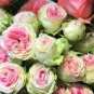 10 Rose Seeds, Pink Green Rose Flower Seeds, Perennial Flowering, Pink Rose Seed